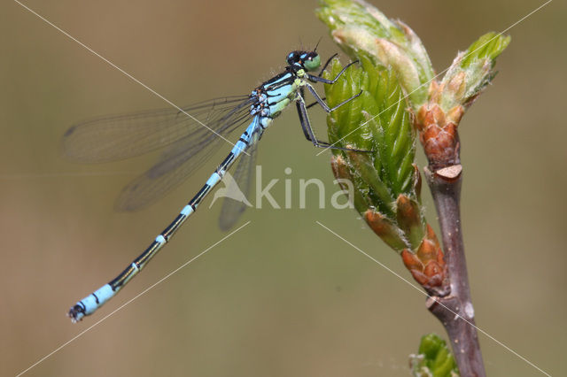 Maanwaterjuffer (Coenagrion lunulatum)