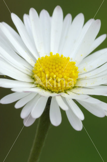 Madeliefje (Bellis perennis)