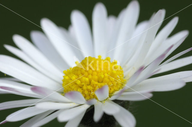 Madeliefje (Bellis perennis)