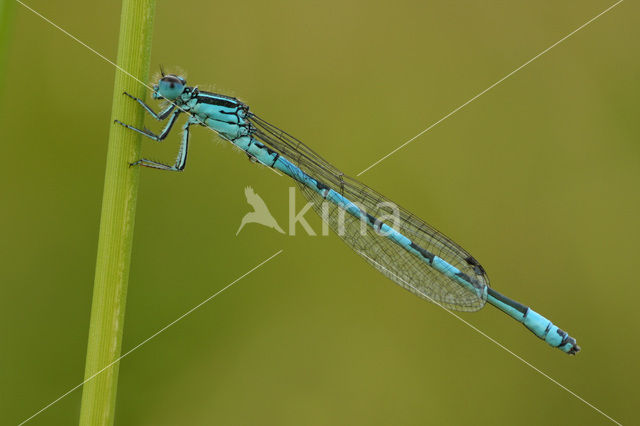 Mercuurwaterjuffer (Coenagrion mercuriale)