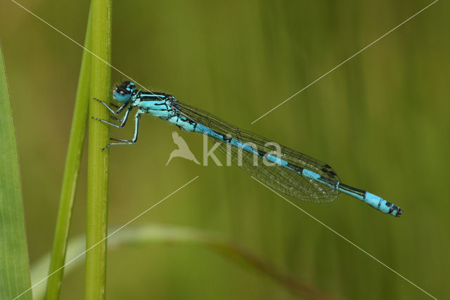 Mercuurwaterjuffer (Coenagrion mercuriale)