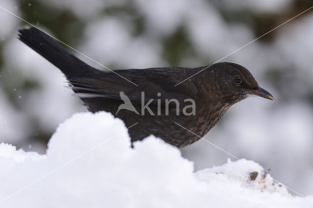 Merel (Turdus merula)