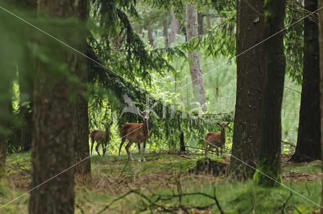 Mouflon (Ovis musimon)