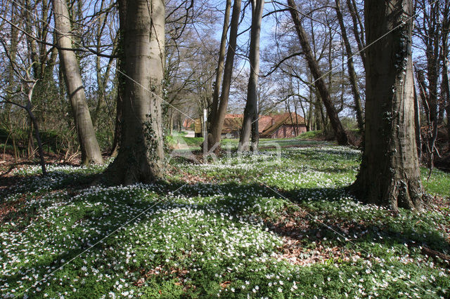 Molen van Frans