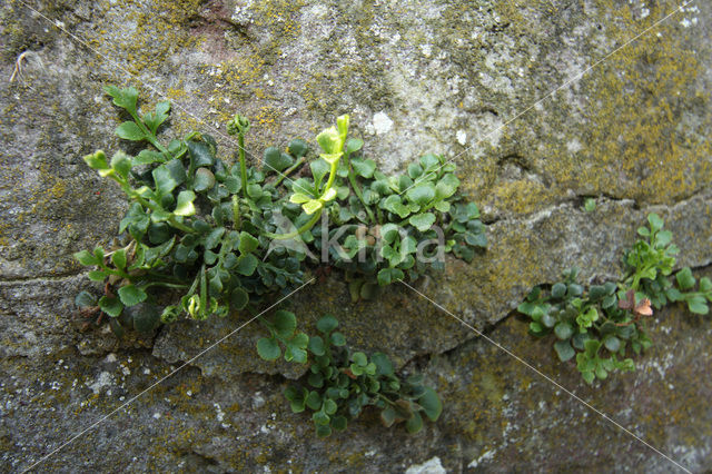 Muurvaren (Asplenium ruta-muraria)