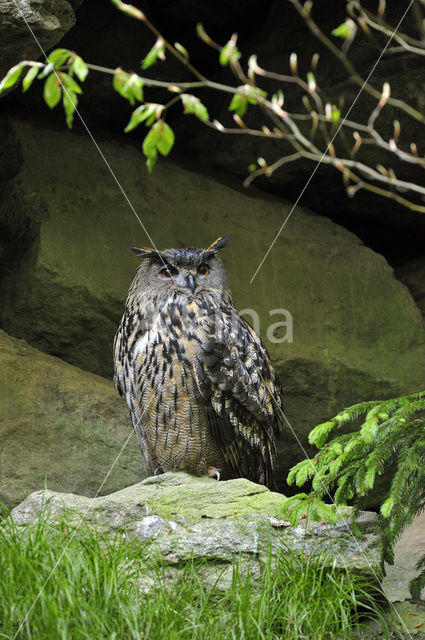 Eurasian Eagle-Owl (Bubo bubo)