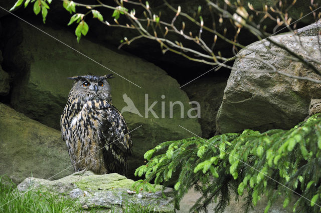 Eurasian Eagle-Owl (Bubo bubo)