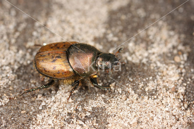 Onthophagus coenobita