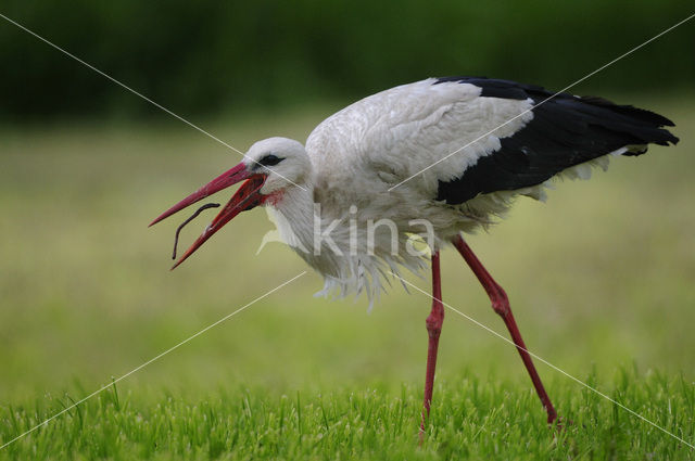 Ooievaar (Ciconia ciconia)