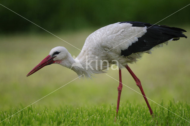 Ooievaar (Ciconia ciconia)