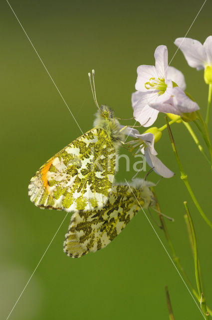 Oranjetipje (Anthocharis cardamines)