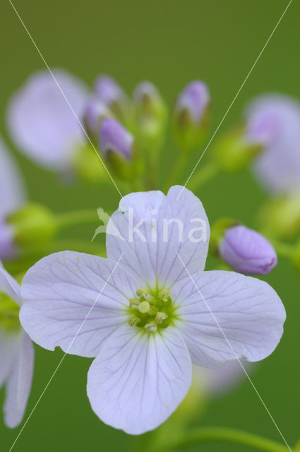 Pinksterbloem (Cardamine pratensis)