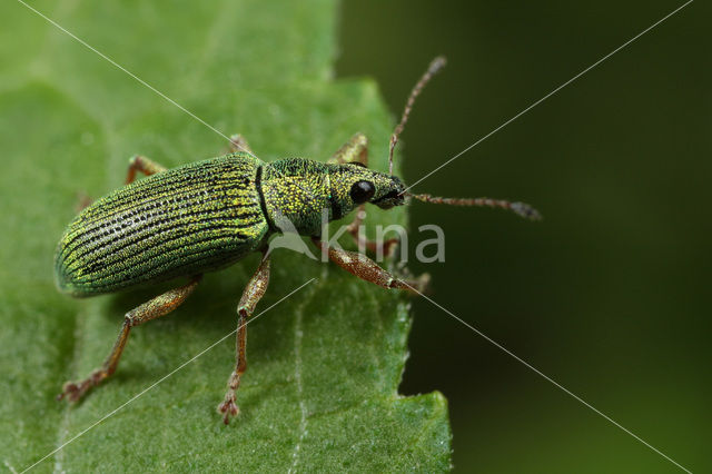 Polydrusus formosus