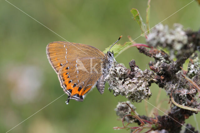 Pruimenpage (Satyrium pruni)