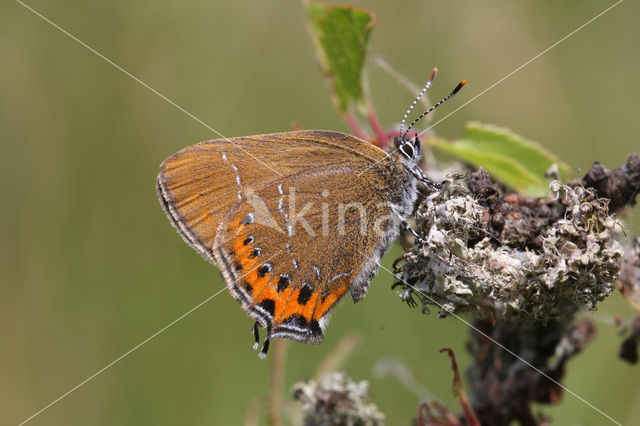 Pruimenpage (Satyrium pruni)