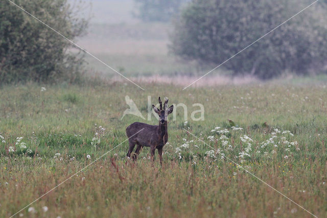 Roe Deer (Capreolus capreolus)