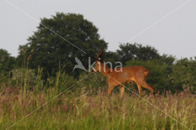 Ree (Capreolus capreolus)