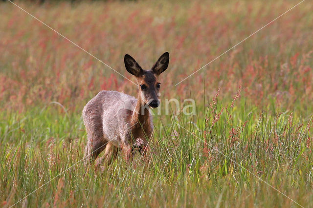 Ree (Capreolus capreolus)