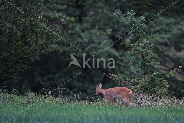 Ree (Capreolus capreolus)