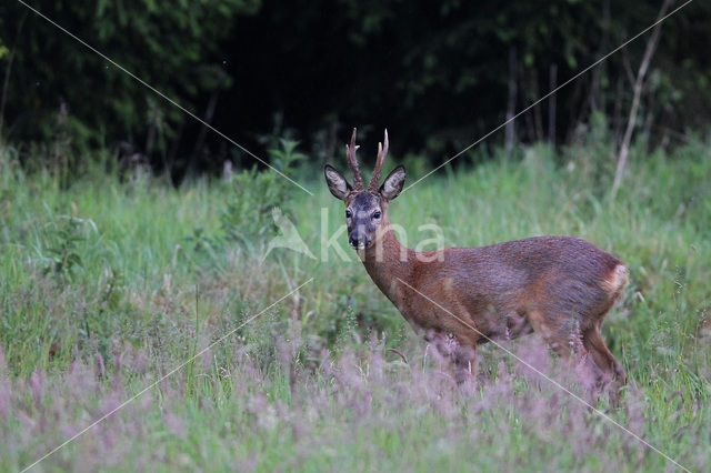 Ree (Capreolus capreolus)