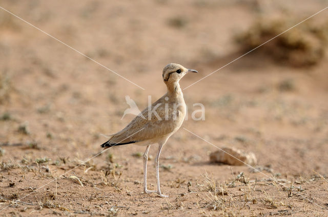 Cream-coloured courser (Cursorius cursor)