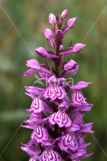 Southern Marsh-orchid (Dactylorhiza praetermissa)