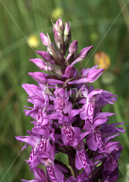 Rietorchis (Dactylorhiza praetermissa)