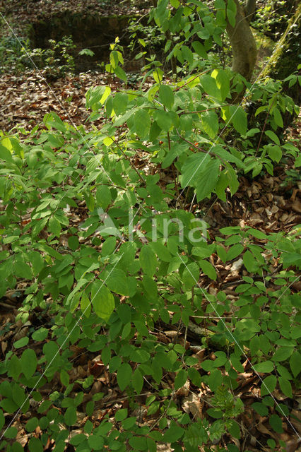 Rode kamperfoelie (Lonicera xylosteum)