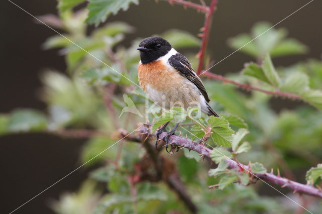 Roodborsttapuit (Saxicola rubicola)