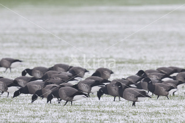 Brent Goose (Branta bernicla)