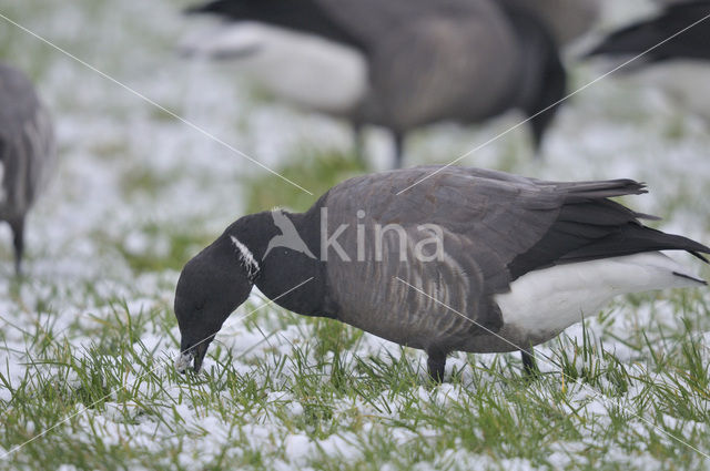 Rotgans (Branta bernicla)