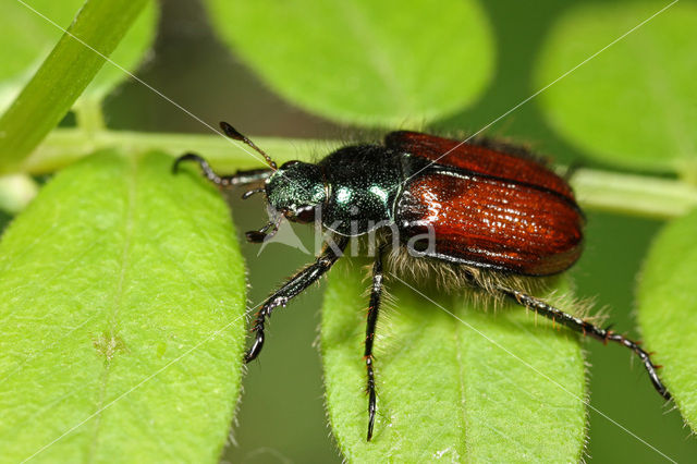 Rozekever (Phyllopertha horticola)