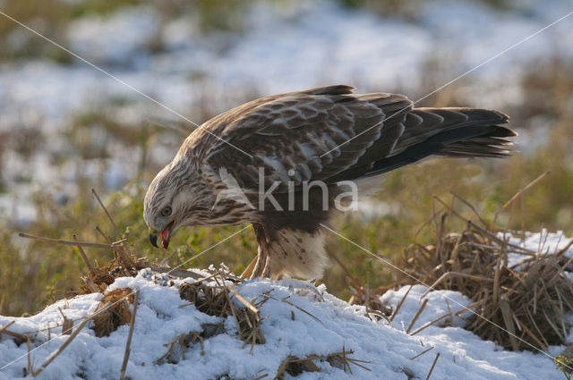 Ruigpootbuizerd (Buteo lagopus)