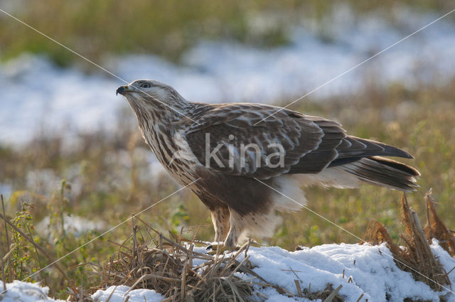 Ruigpootbuizerd (Buteo lagopus)