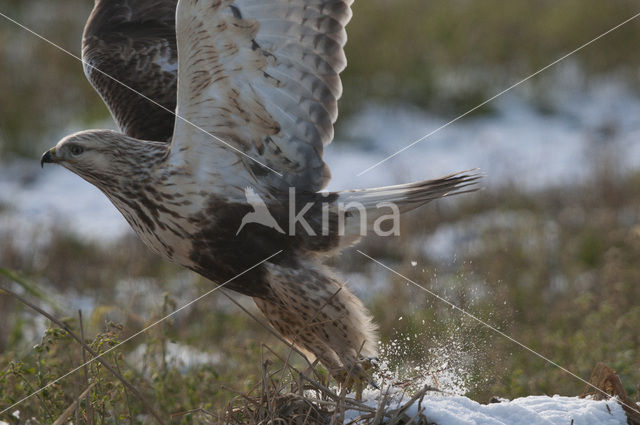 Ruigpootbuizerd (Buteo lagopus)