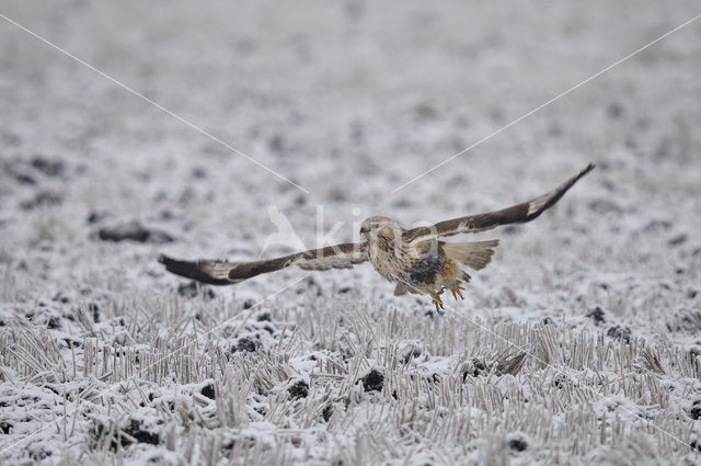 Ruigpootbuizerd (Buteo lagopus)