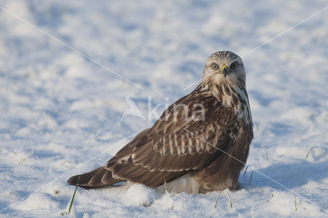 Ruigpootbuizerd (Buteo lagopus)