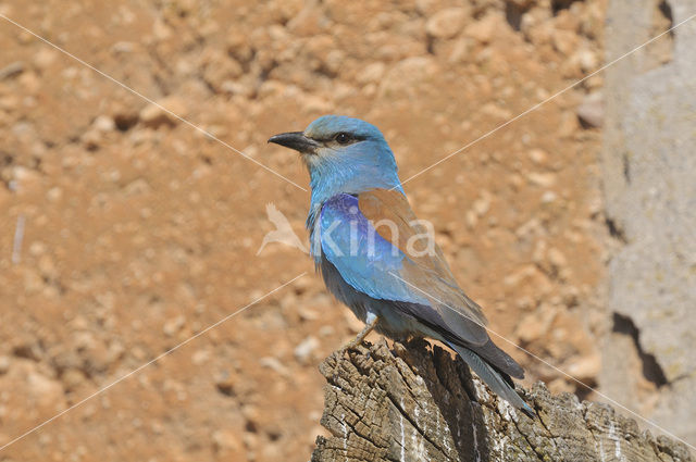 Scharrelaar (Coracias garrulus)