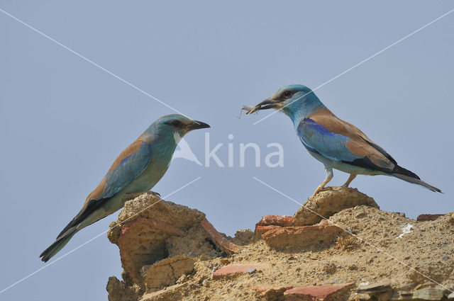 Scharrelaar (Coracias garrulus)