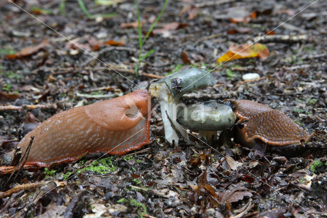 Spaanse wegslak (Arion lusitanicus)