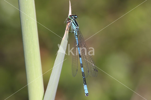 Speerwaterjuffer (Coenagrion hastulatum)