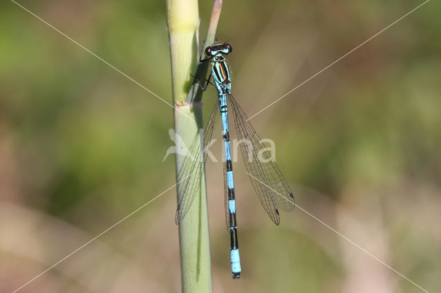 Speerwaterjuffer (Coenagrion hastulatum)