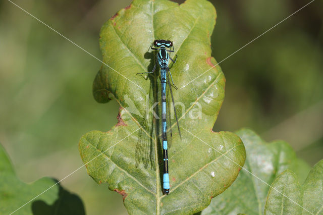 Speerwaterjuffer (Coenagrion hastulatum)