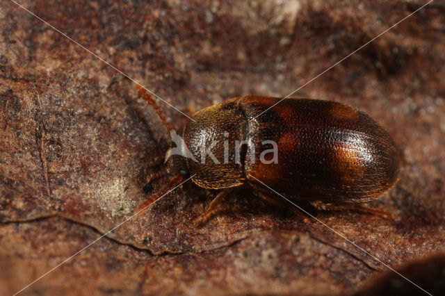 spotted hairy fungus beetle (Mycetophagus quadriguttatus)