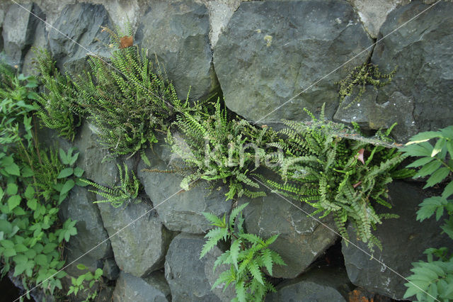 Steenbreekvaren (Asplenium trichomanes)