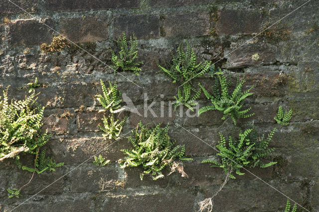 Steenbreekvaren (Asplenium trichomanes)