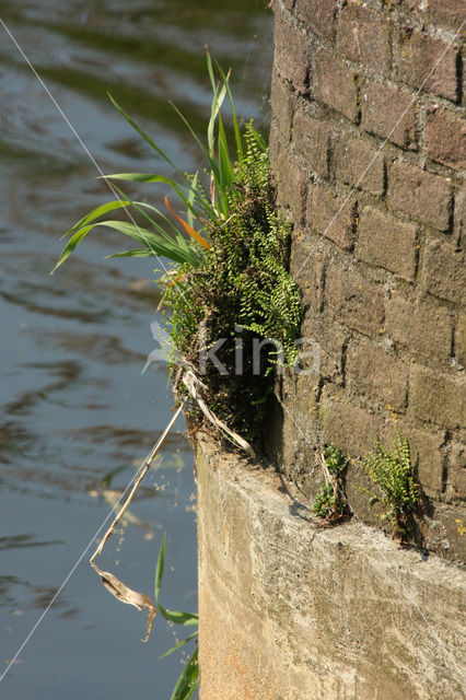 Steenbreekvaren (Asplenium trichomanes)