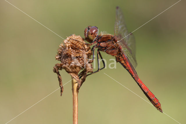 Steenrode heidelibel (Sympetrum vulgatum)