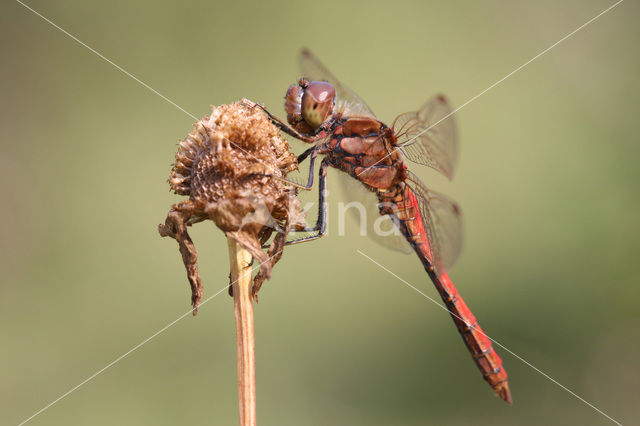 Steenrode heidelibel (Sympetrum vulgatum)