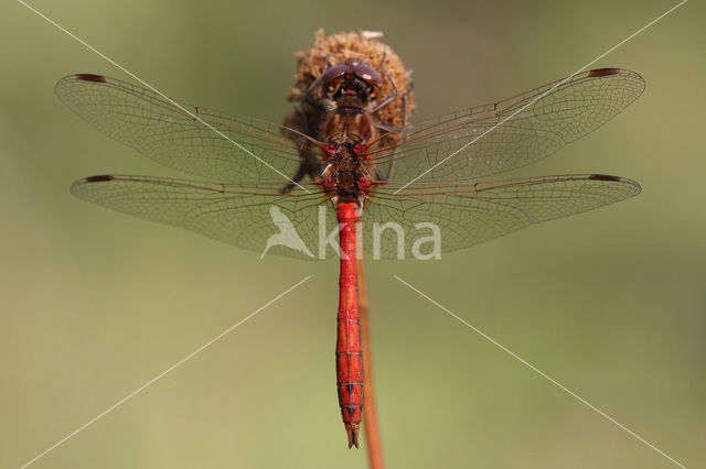 Steenrode heidelibel (Sympetrum vulgatum)